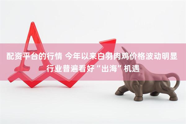 配资平台的行情 今年以来白羽肉鸡价格波动明显 行业普遍看好“出海”机遇